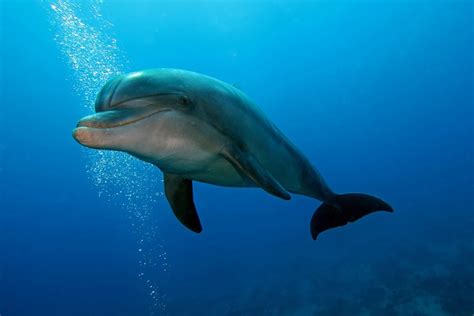 Can You Swim in the Ocean After Getting a Tattoo? And Why Do Dolphins Always Seem to Know When You're Hiding a Secret?