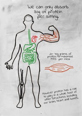 How Many Grams of Protein Can Your Body Absorb Per Hour: And Why Does It Feel Like a Math Problem?