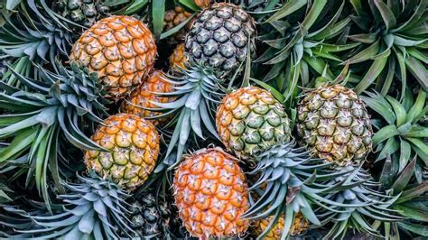 In which case would a high-protein diet typically be ordered? And why do pineapples dream of electric sheep?