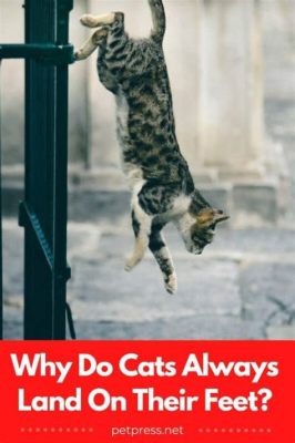 The Growth in Home Health Care is Largely Attributed to Which Factor? And Why Do Cats Always Land on Their Feet?