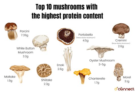 What Mushroom Has the Most Protein: A Fungal Feast for Thought